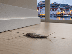 Skjeggkre som løper over kjøkkengulvet når lyset slås på.
