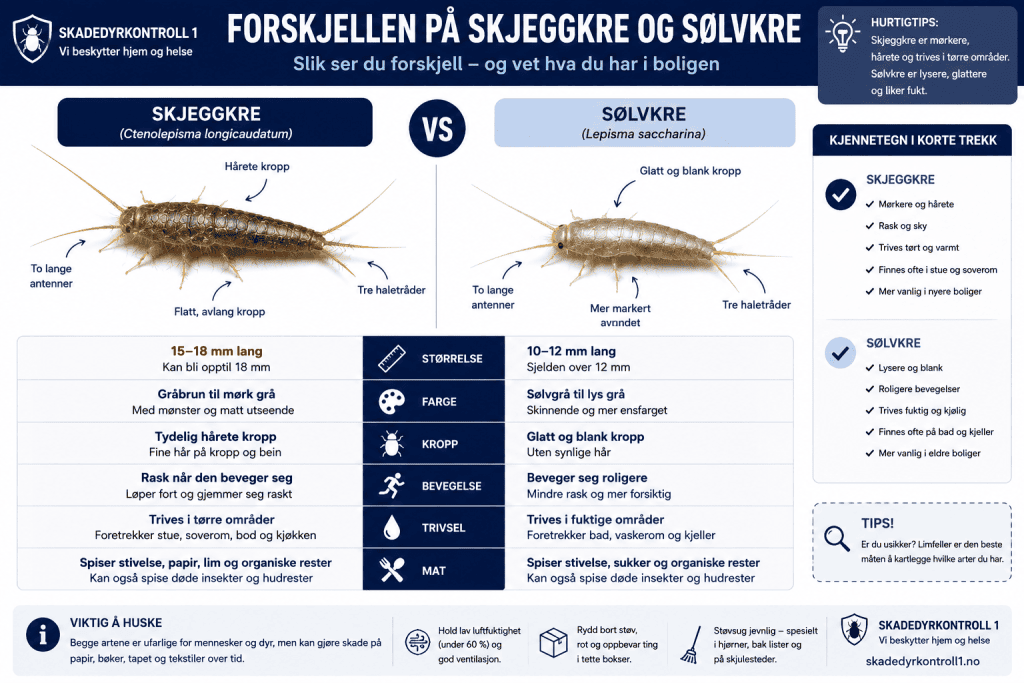 Infografikk som sammenligner skjeggkre og sølvkre med forskjeller i størrelse, farge, hår, haletråder, klatreevne og levested.