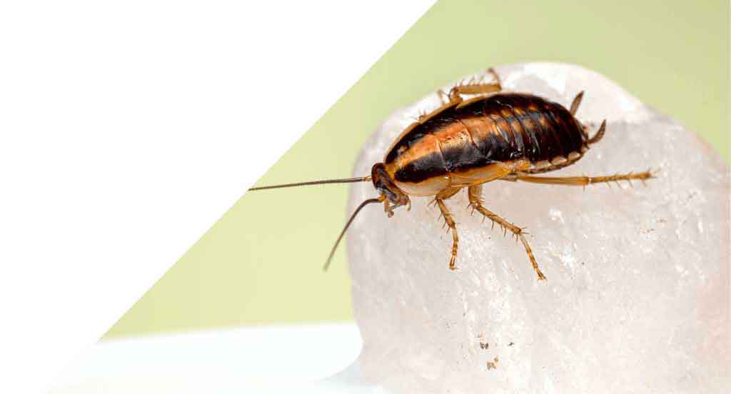 tysk kakerlakk