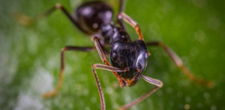 Insekter i hus
