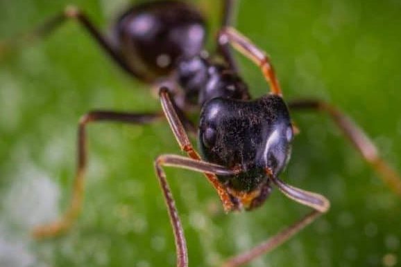 Insekter i hus
