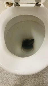 rotte i toalett