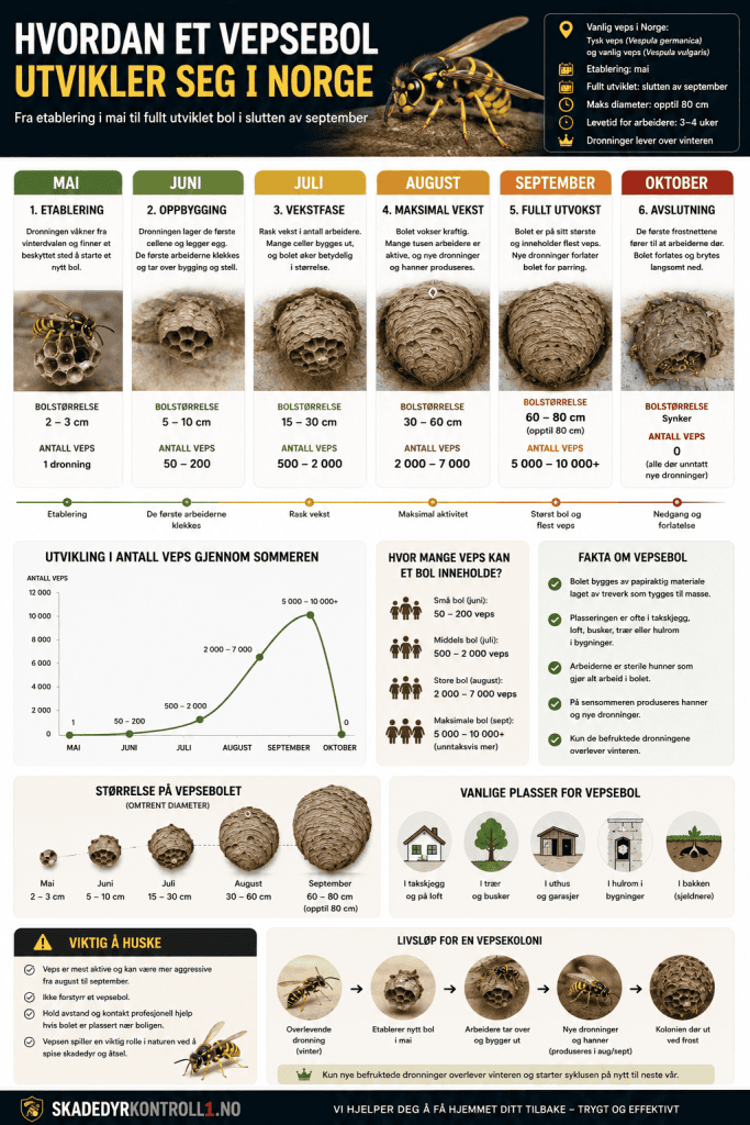 Infografikk utviklinga vvepsebol, størrelse og antall veps