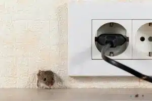 mus på kjøkken