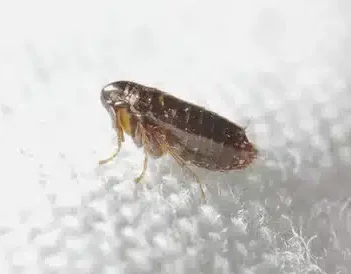 Fugleloppe Skadedyrkontroll 1