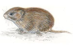 rødmus