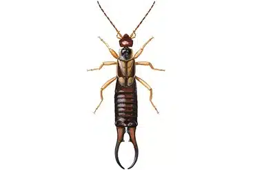 saksedyr