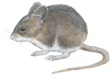 skogmus