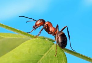 Fakta om maur