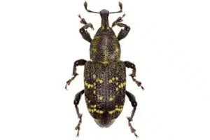 gransnutebille