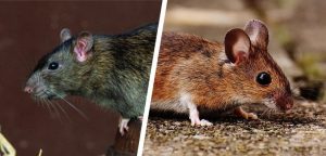 rotter og mus