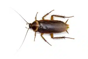 Amerikansk kakerlakk