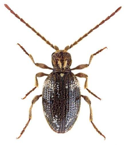 flekket tyvbille