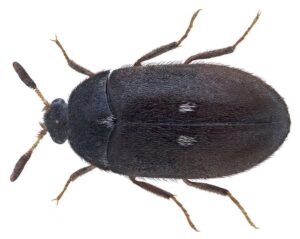 Pelsbille