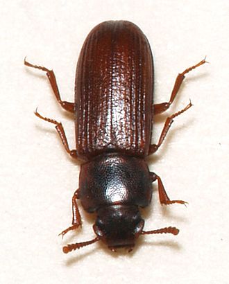 rismelbille rismelbille