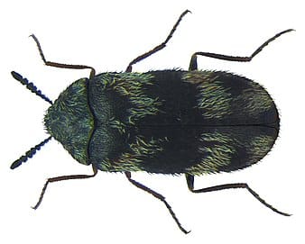 sebraklanner