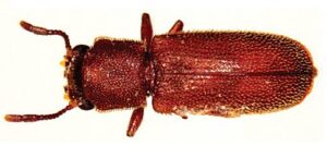 splintvedbille