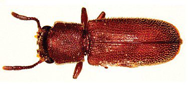 splintvedbille