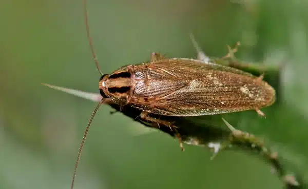 tysk kakerlakk