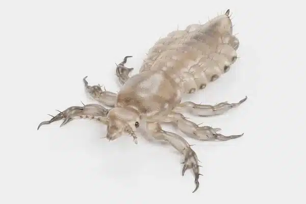 hodelus