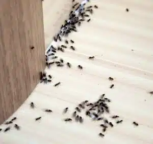 hvordan bli kvitt maur inne