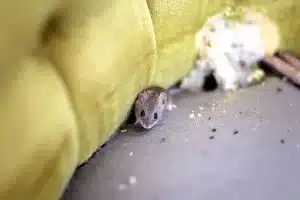 tegn på mus