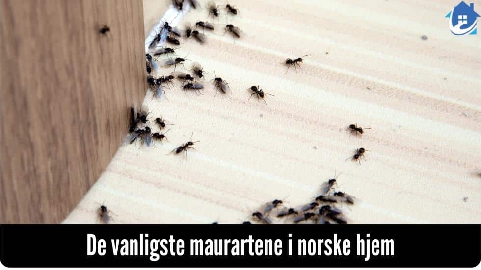 De vanligste maurartene i norske hjem