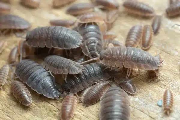 munkelus