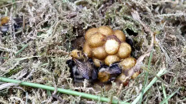 humlebol
