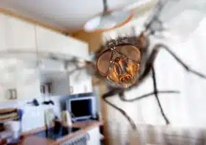 flue på kjøkken