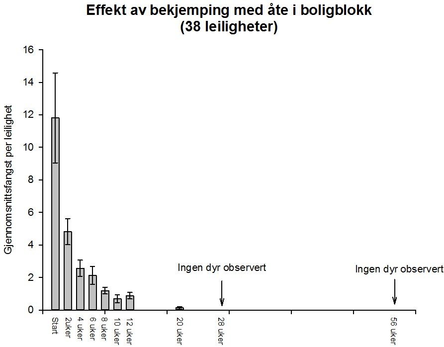 bekjempelse av skjeggkre