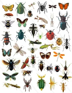 insekter