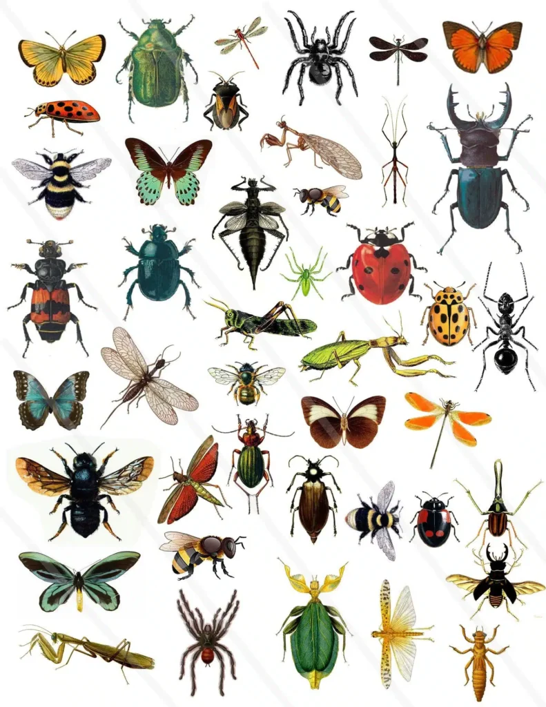 insekter