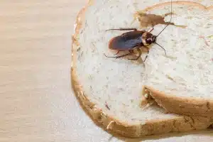 mat som tiltrekker kakerlakker