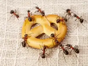 maur på mat