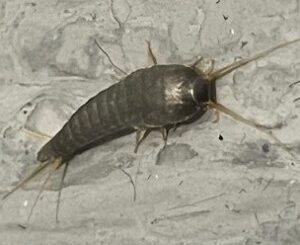 Sølvkre