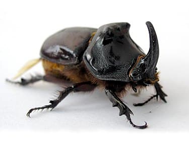neshornbille