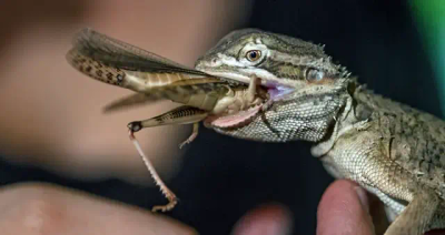 reptil spiser siriss