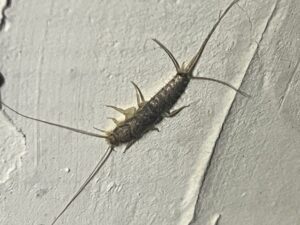 identifisere skjeggkre