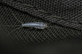 perlekre