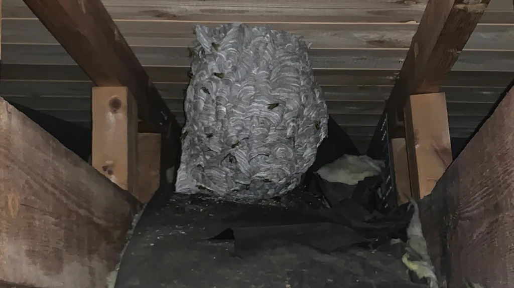 vepsebol