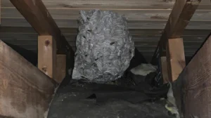 vepsebol