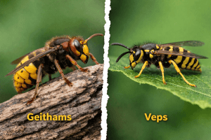 geithams vs veps