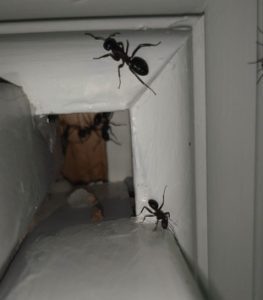 stokkmaur i hus