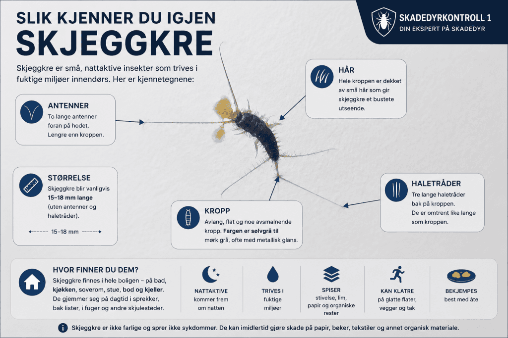 Slik kjenner du igjen skjeggkre. 