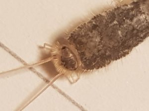 Macrobilde av skjeggkre som viser tydelig behåring mellom antenner