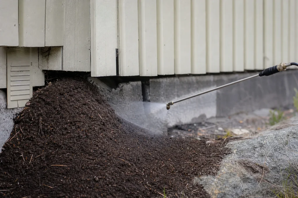 Bekjempelse av stokkmaur – hovedbilde i Vennesla