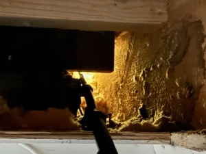 Foto av inngangsparti og utvendig trapp ved enebolig i Nedenes med dokumentert inntrekksvei for gnagere