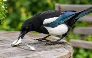 skjære med sølvskje på et bord