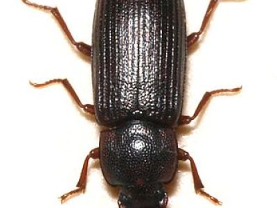 brunsvart melbille